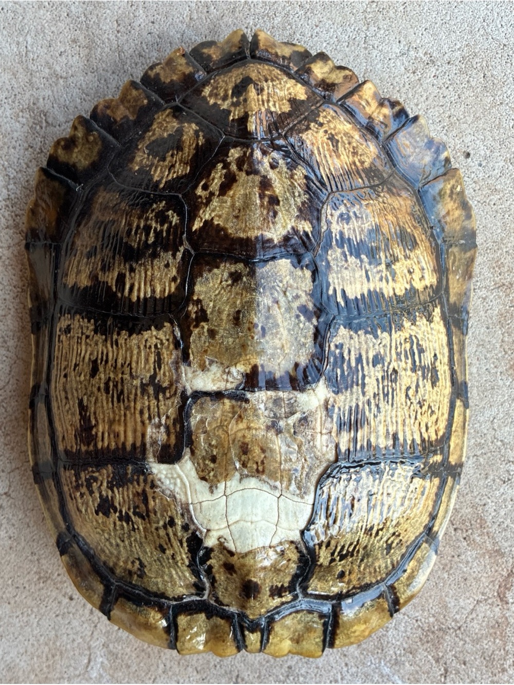 Turtle Shell Taxidermy 8x6 inch